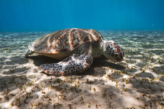 green turtle in red sea