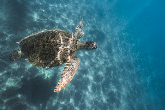 green turtle and sting ray
