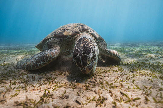 close up of green sea turtle eating sea grass