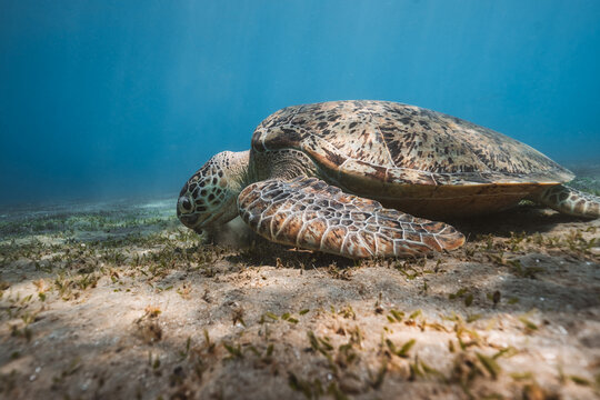 beautiful green sea turtle eating sea grass