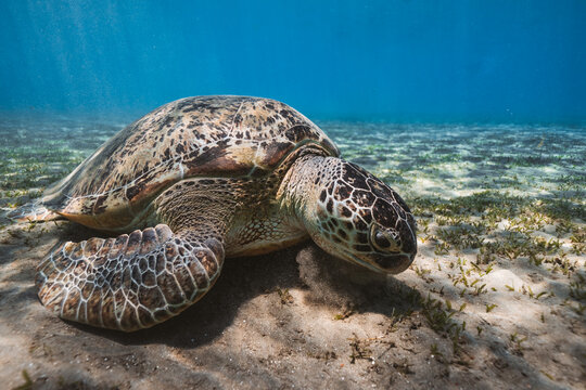 green sea turtle