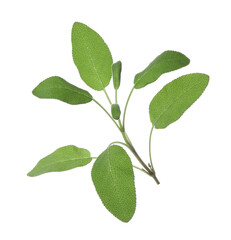 Fototapeta premium Branch of sage plant with green leaves isolated on white