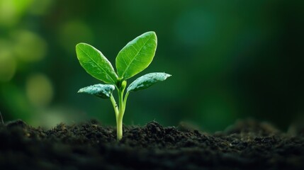 A vibrant green seedling emerging from rich, dark soil, symbolizing growth, renewal, and the beauty of nature's resilience.