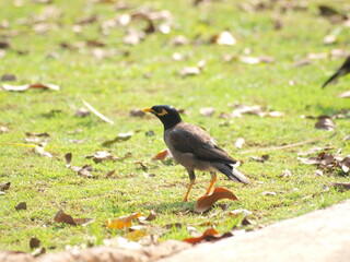  Common Myna (Acridotheres tristis). This species is a common sight in urban areas of Malaysia and is known for its adaptability and its ability to thrive in human environments.