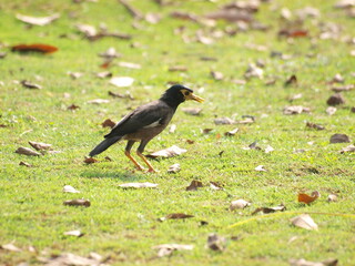  Common Myna (Acridotheres tristis). This species is a common sight in urban areas of Malaysia and is known for its adaptability and its ability to thrive in human environments.
