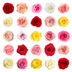 Many beautiful roses isolated on white, set