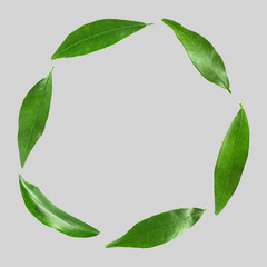 Frame of green leaves on grey background