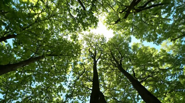 Looking up through trees in a lush forest on a sunny day showcasing vibrant green leaves and a bright sky