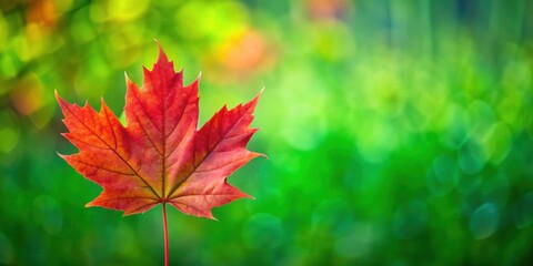 Fototapeta premium Red maple leaf standing out on a vibrant green background, autumn, fall, contrast, nature, foliage, seasonal, vibrant, colorful