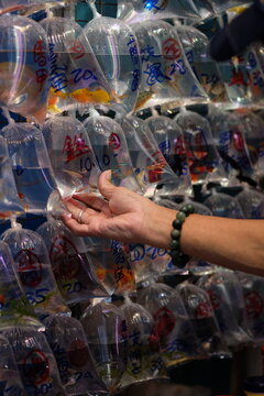 Row of bagged fish for sale for home aquariums