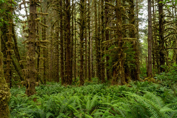 Fototapeta premium Thick Ferns Fill The Forest Floor Below Moss Covered Trees