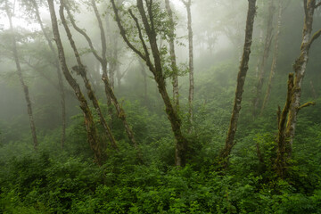 Thick Fog Washes Down The Hill Side Of Green In Redwood © kellyvandellen