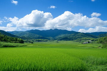 Obraz premium A picturesque rice field
