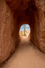 Obraz premium Tree And Hoodoos Seen Through Long Tunnel In Bryce