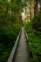 Trees Begin To Overgrow The Edge Of Woodend Bridge Along Hoh Rainforest Trail