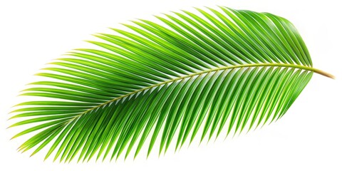 Obraz premium Coconut leaf element in isolated background, coconut, leaf, tropical, palm, natural, green, nature, plant, exotic, botany