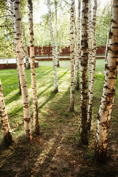 Sunlit Birch Grove With Gentle Shadows at Dusk