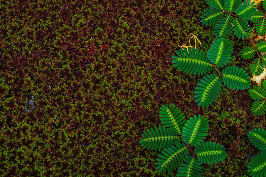 Sensitive plant, (Mimosa pudica) closes when touched
