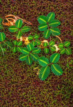 Sensitive plant, (Mimosa pudica) closes when touched
