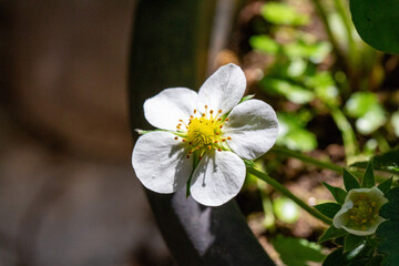 Morangueiro florido. Morango. Brasil.	
