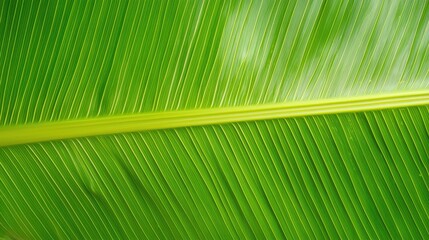 Green Banana Leaf Texture  Tropical Foliage  Natural Background