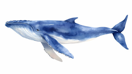Fototapeta premium dolphin isolated on white background