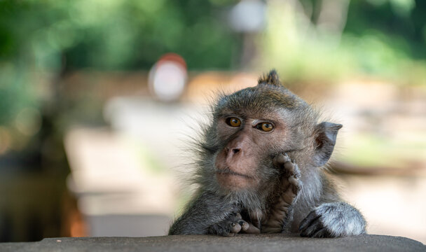 Macaque Monkey