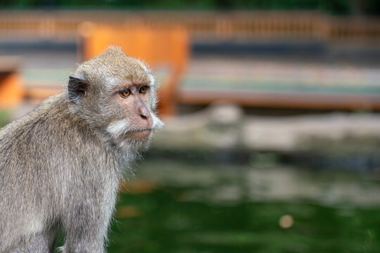 Macaque Monkey