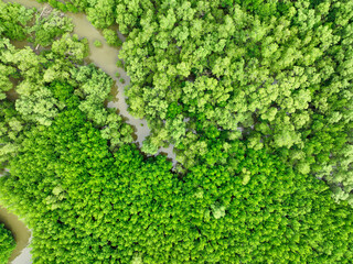 Aerial view green mangrove forest. Natural carbon sinks. Mangroves trees capture CO2. Blue carbon...