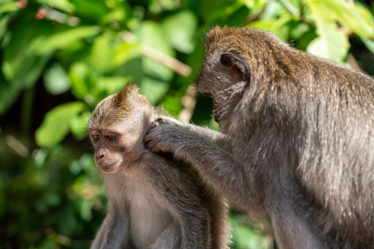Mother Monkey Nursing Her Babie In Monkey Forest, Ubud