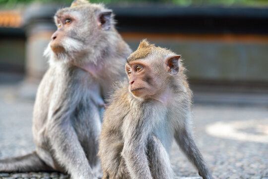 Mother Monkey Nursing Her Babie In Monkey Forest, Ubud