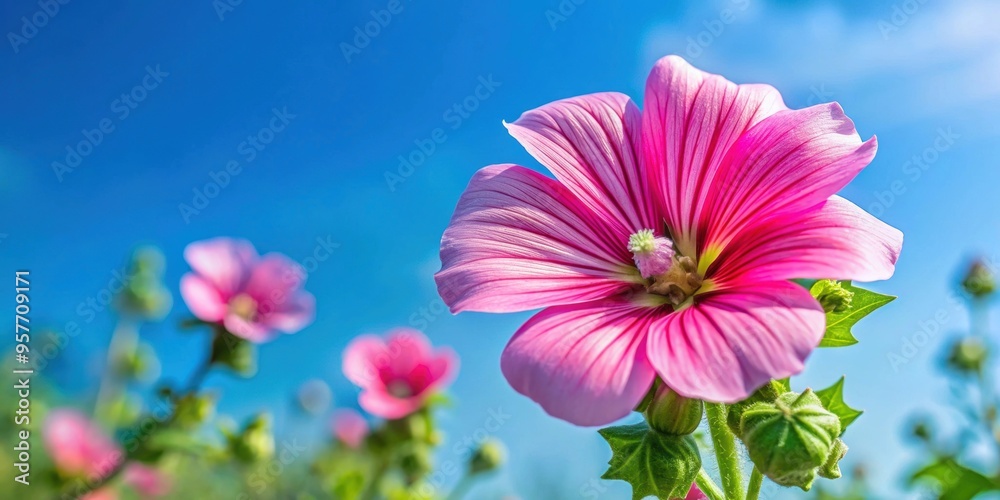 Poster Vibrant Meadow pink Mallow flower blooming against a clear blue sky , nature, wildflower, pink, vibrant