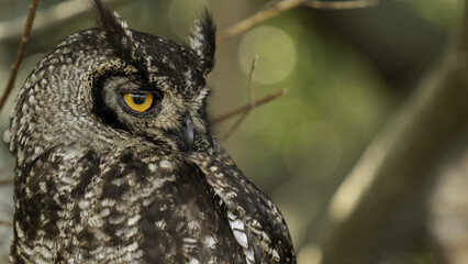 Majestic South African Owl with Striking Yellow Eyes and Rich Feather Details