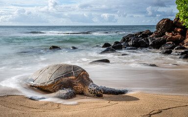 A sea turtle rests on Kaulahao Beach in Maui 