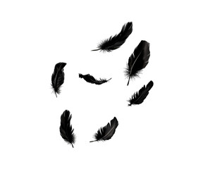 Crow feathers falling in air, isolated on transparent