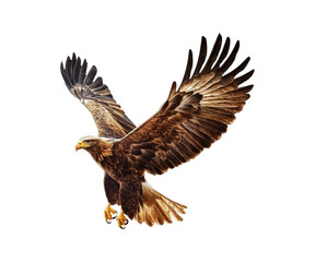 Fototapeta premium flying golden eagle on an isolated transparent background