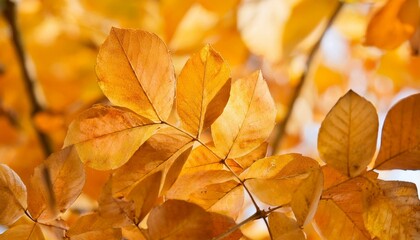 Maple leaves with an autumn feel. 