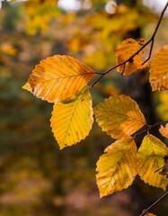 Maple leaves with an autumn feel. 