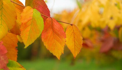 Maple leaves with an autumn feel. close up