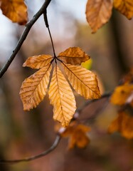 Fototapeta premium Maple leaves with an autumn feel. close up