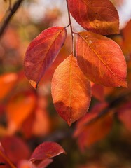 Obraz premium Maple leaves with an autumn feel. close up