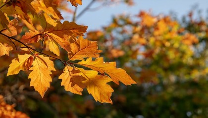 Maple leaves with an autumn feel. 