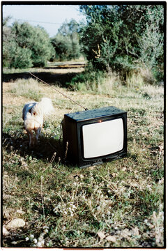 dog and analogue television set on the ground, 35mm