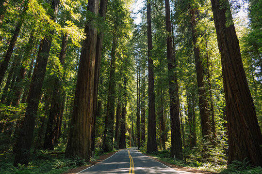 Road through the Avenue of the Giants