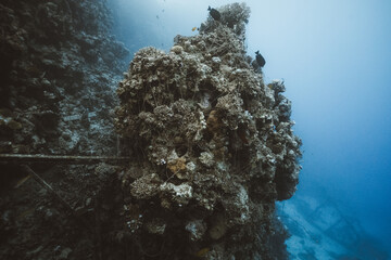 fishing line in corals
