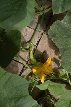 Zucchini growing