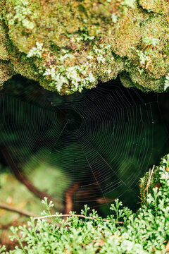 Detailed spider web in forest on Terceira island, Azores