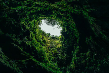 View upward through a volcanic tube surrounded by foliage