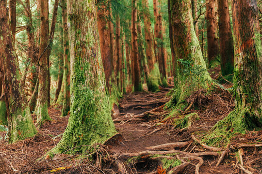 Lush forest landscape in Terceira island Azores during daylight