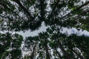 Pine forest canopy view in Terceira island Azores